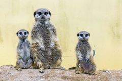 Meerkat [Suricata suricatta]