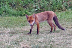 Red Fox [Vulpes vulpes crucigera]