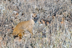 Yellow Mongoose [Cynictis penicillata]