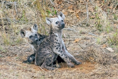 Spotted Hyena [Crocuta crocuta]