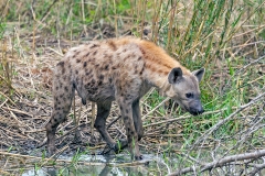 Spotted Hyena [Crocuta crocuta]