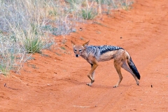 Black-backed Jackal [Canis mesomelas mesomelas]