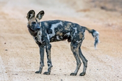 African Wild Dog [Lycaon pictus pictus]