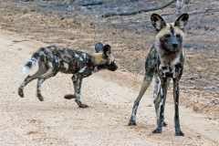 African Wild Dog [Lycaon pictus pictus]
