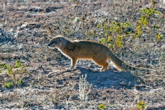 Yellow Mongoose [Cynictis penicillata]