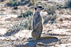 Meerkat [Suricata suricatta]