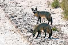 Bat-eared Fox [Otocyon megalotis megalotis]