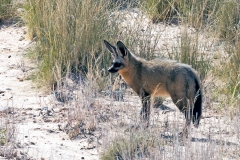 Bat-eared Fox [Otocyon megalotis megalotis]