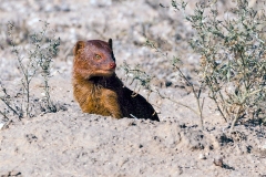 Common Slender Mongoose [Herpestes sanguineus]