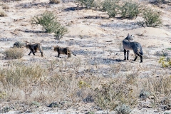 African Wildcat [Felis lybica cafra]
