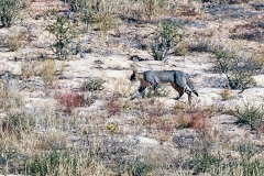 African Wildcat [Felis lybica cafra]
