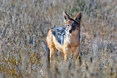 Black-backed Jackal [Canis mesomelas mesomelas]