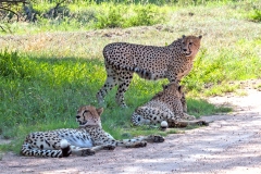 Cheetah [Acinonyx jubatus jubatus]