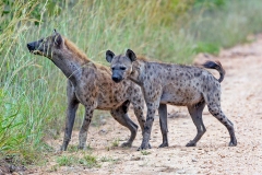 Spotted Hyena [Crocuta crocuta]