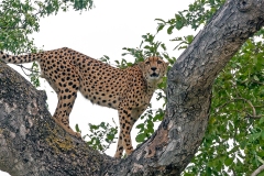 Cheetah [Acinonyx jubatus jubatus]