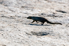 Cape Grey Mongoose [Herpestes pulverulentus]