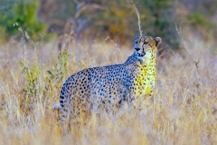 Cheetah [Acinonyx jubatus jubatus]