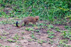 Common Slender Mongoose [Herpestes sanguineus]
