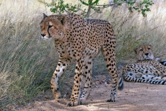 Cheetah [Acinonyx jubatus jubatus]