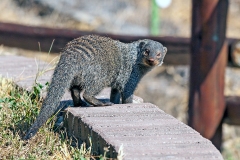 Banded Mongoose [Mungos mungo mungo]