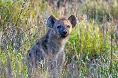 Spotted Hyena [Crocuta crocuta]