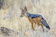 Black-backed Jackal [Canis mesomelas schmidti]