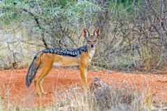 Black-backed Jackal [Canis mesomelas schmidti]