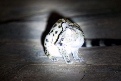 Rusty-spotted Genet [Genetta maculata]