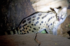 Rusty-spotted Genet [Genetta maculata]