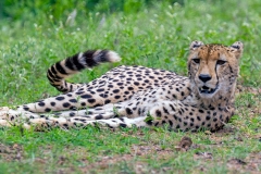 Cheetah [Acinonyx jubatus jubatus]