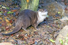 Asian Small-clawed Otter [Aonyx cinerea]