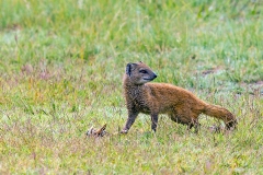 Yellow Mongoose [Cynictis penicillata]