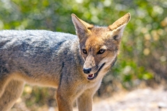 South American Grey Fox [Lycalopex griseus]