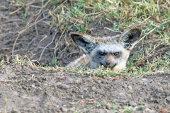 Bat-eared Fox [Otocyon megalotis virgatus]
