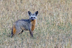 Bat-eared Fox [Otocyon megalotis virgatus]