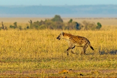 Spotted Hyena [Crocuta crocuta]