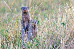 Banded Mongoose [Mungos mungo colonus]