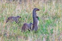 Banded Mongoose [Mungos mungo colonus]