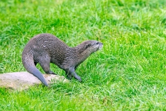 Asian Small-clawed Otter [Aonyx cinerea]