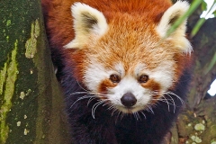 Red Panda [Ailurus fulgens]