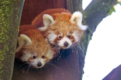 Red Panda [Ailurus fulgens]