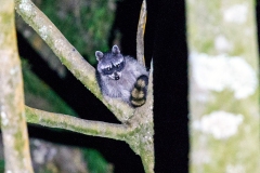 Northern Raccoon [Procyon lotor pumilus]