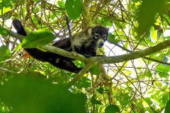 White-nosed Coati [Nasua narica]