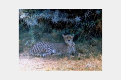Cheetah [Acinonyx jubatus jubatus]