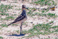 CHARADRIIFORMES 1