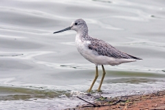 Common Greenshank [Tringa nebularia]