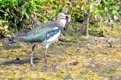 Northern Lapwing [Vanellus vanellus] 