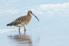 Eurasian Curlew [Numenius arquata arquata] 