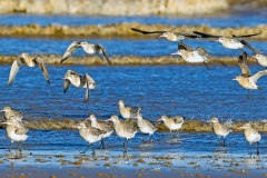 Bar-tailed Godwit [Limosa lapponica lapponica] 