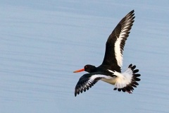 Eurasian Oystercatcher [Haematopus ostralegus ostralegus] 